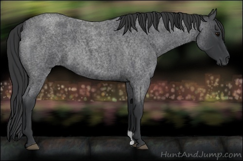 Horse Color:Blue Roan 