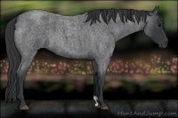Horse Color:Blue Roan 
