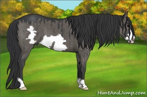 Horse Color:Grullo Frame 