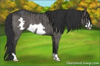 Horse Color:Grullo Frame