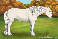 Horse Color:Cremello 