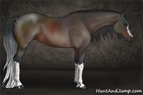 Horse Color:Bay 