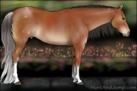 Horse Color:White Spotted Brown Roan