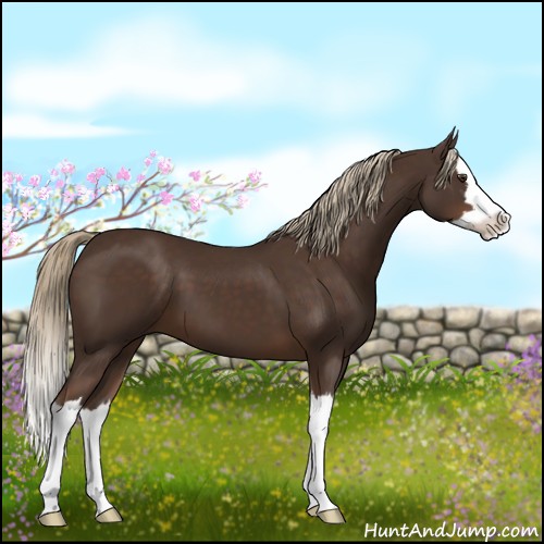 Horse Color:Liver Chestnut Sabino Splash