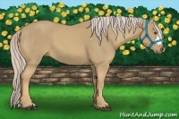 Horse Color:Palomino