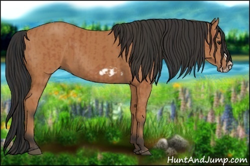 Horse Color:Bay Splash Frame  and Bay Splash Frame 