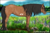 Horse Color:Bay Splash Frame  and Bay Splash Frame 