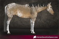 Horse Color:White Spotted Bay Ice 