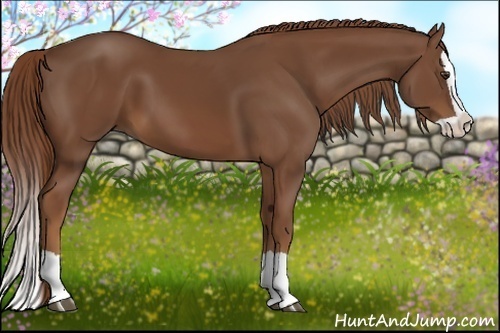 Horse Color:Chestnut Splash