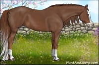 Horse Color:Chestnut Splash 