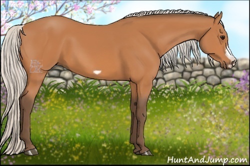Horse Color:Silver Bay Frame 