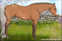 Horse Color:Silver Bay Frame