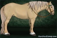 Horse Color:Palomino Dun