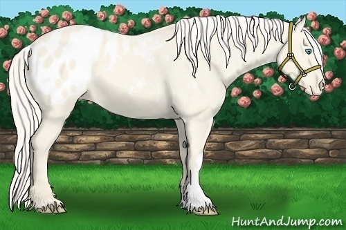 Horse Color:Cremello Dun Varnish 