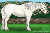 Horse Color:Cremello Dun Varnish 