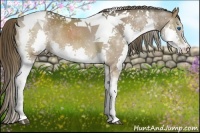 Horse Color:Liver Chestnut Splash Tobiano