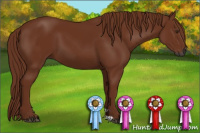 Horse Color:Gray Chestnut 
