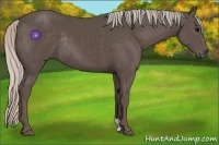 Horse Color:Silver Black Rabicano 