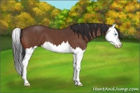Horse Color:Brown Roan Splash
