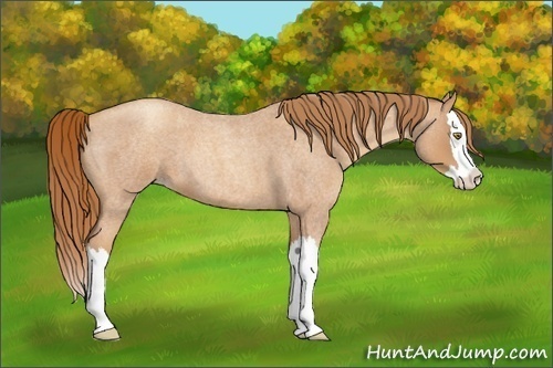 Horse Color:Gold Champagne Roan Splash