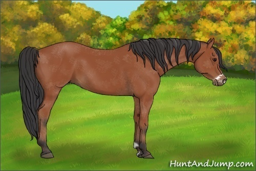 Horse Color:Bay Frame 