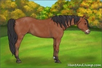 Horse Color:Bay Frame
