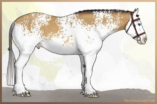 Horse Color:White Spotted Amber Champagne Splash