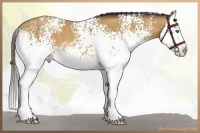 Horse Color:White Spotted Amber Champagne Splash