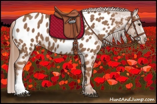 Horse Color:Chestnut Appaloosa 