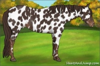 Horse Color:Liver Chestnut Appaloosa Rabicano