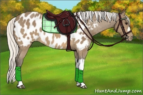 Horse Color:Silver Buckskin Near Leopard