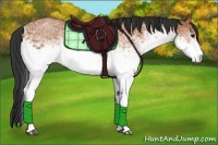 Horse Color:White Spotted Bay 