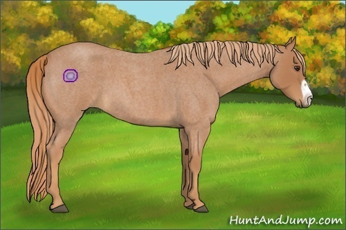 Horse Color:Red Roan Frame