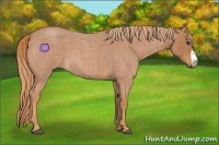 Horse Color:Red Roan Frame 