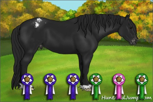 Horse Color:Gray Black Appaloosa 