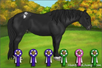 Horse Color:Gray Black Appaloosa