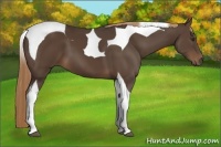 Horse Color:Liver Chestnut Tobiano