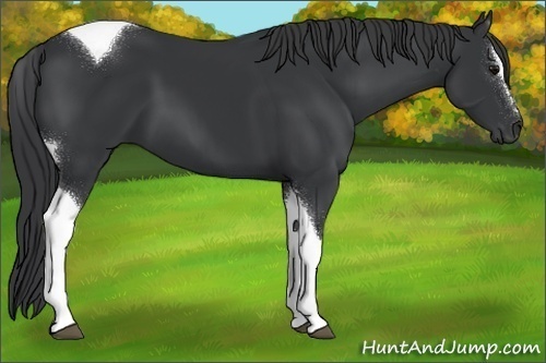 Horse Color:Black Sabino Tobiano