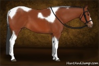 Horse Color:Brown Sabino Tobiano