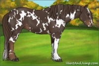 Horse Color:White Spotted Liver Chestnut