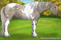 Horse Color:Silver Grullo Tobiano