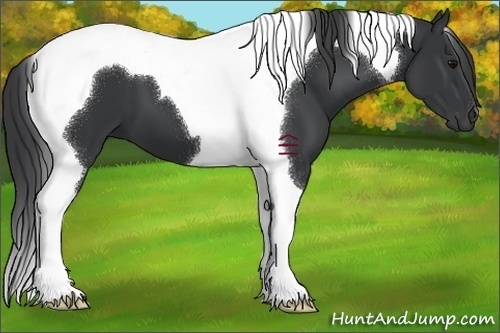 Horse Color:Black Tobiano