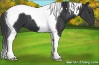 Horse Color:Black Tobiano