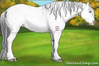 Horse Color:White Spotted Black Splash 