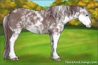 Horse Color:Chocolate Grullo Sabino 