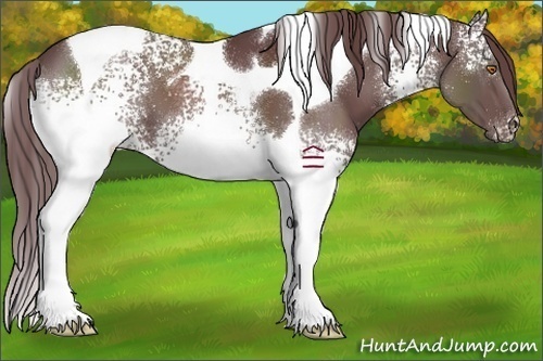 Horse Color:White Spotted Chocolate Black Tobiano