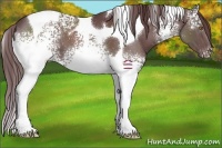 Horse Color:White Spotted Chocolate Black Tobiano