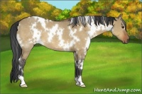 Horse Color:White Spotted Bay Dun