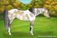 Horse Color:White Spotted Buckskin Dun 