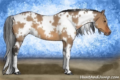 Horse Color:White Spotted Bay Dun 